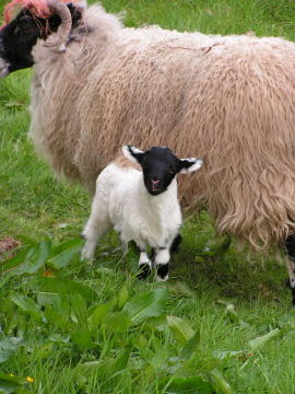 New born lamb