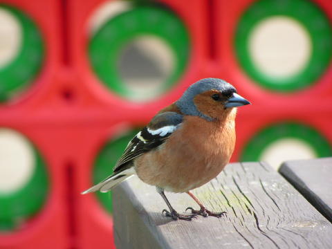 Cheeky bird