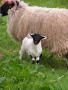 New born lamb