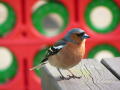 Cheeky bird