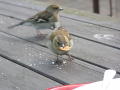 Hungry Bird